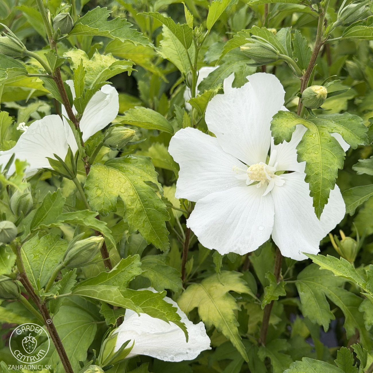 Obrázok Ibištek sýrsky (Hibiscus syriacus) ´WHITE CHIFFON´® - výška 40-60 cm, kont. C3L